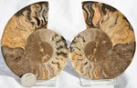 3934 Large Black Ammonite Pair Deep Crystals 110MYO Dino Age Fossil 95MM 3.7". Fixed Price $31.19.