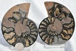 3935 Large Black Ammonite Pair Deep Crystals 110MYO Dino Age Fossil 95MM 3.7". Fixed Price $31.19.
